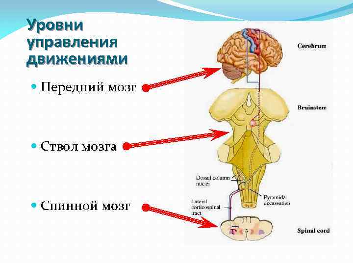 Уровни управления движениями Передний мозг Ствол мозга Спинной мозг 