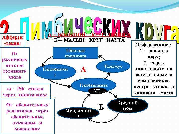 А--- БОЛЬШОЙ КРУГ ПЕЙПСА Б--- МАЛЫЙ КРУГ НАУТА Афферен -тация: От различных отделов головного