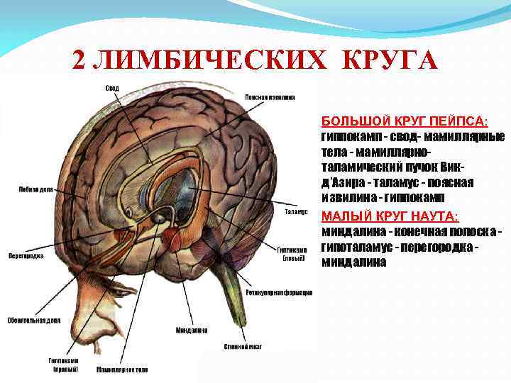 Мозг круга. Круг Наута лимбическая система. Второй круг лимбической системы. Малый круг лимбической системы функции. Большой круг лимбической системы.