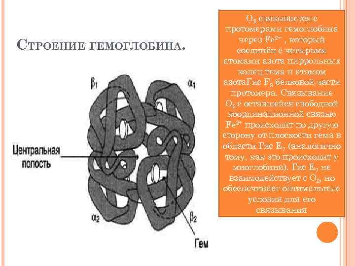 1 2 1 структура и. Протомер гемоглобина. Центральная полость гемоглобина. Протомер гемоглобина строение. Строение активного центра гемоглобина.