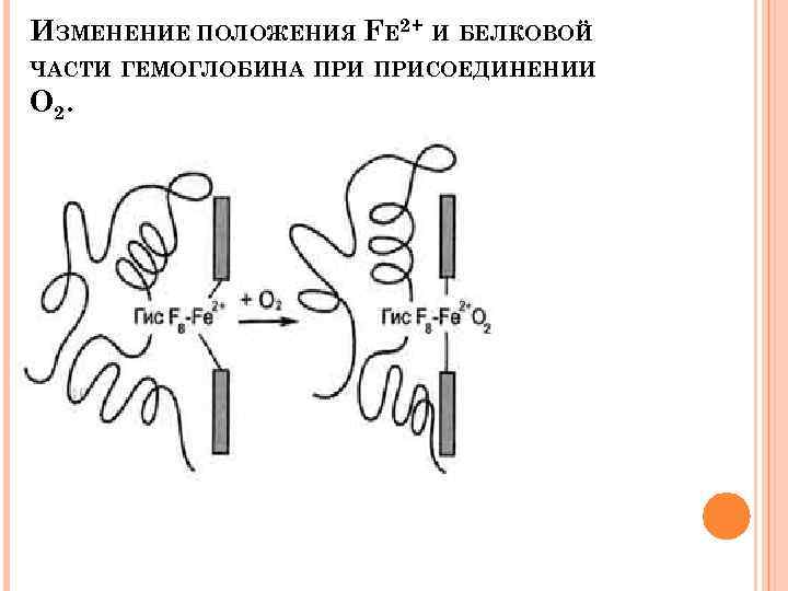 ИЗМЕНЕНИЕ ПOЛОЖЕНИЯ FE 2+ И БЕЛКОВОЙ ЧАСТИ ГЕМОГЛОБИНА ПРИСОЕДИНЕНИИ О 2. 