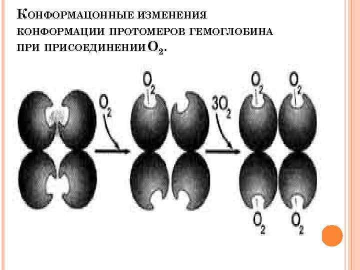 КОНФОРМАЦОННЫЕ ИЗМЕНЕНИЯ КОНФОРМАЦИИ ПРОТОМЕРОВ ГЕМОГЛОБИНА ПРИСОЕДИНЕНИИ О 2. 