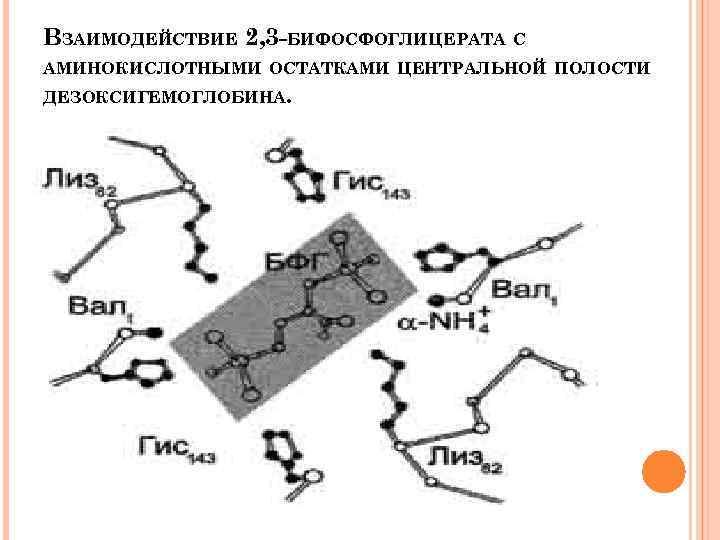 ВЗАИМОДЕЙСТВИЕ 2, 3 -БИФОСФОГЛИЦЕРАТА С АМИНОКИСЛОТНЫМИ ОСТАТКАМИ ЦЕНТРАЛЬНОЙ ПОЛОСТИ ДЕЗОКСИГЕМОГЛОБИНА. 
