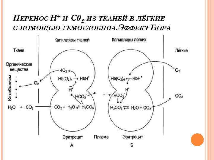 Перенос кислорода и углекислого газа. Эффект Бора биохимия. Эффект Бора биохимия гемоглобин. Схема Бора биохимия. Схема связывания гемоглобина и кислорода.