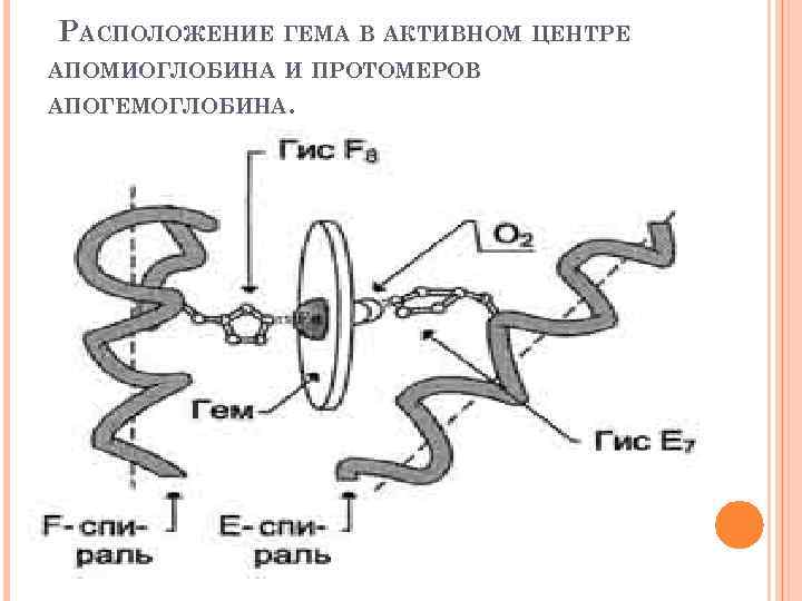  РАСПОЛОЖЕНИЕ ГЕМА В АКТИВНОМ ЦЕНТРЕ АПОМИОГЛОБИНА И ПРОТОМЕРОВ АПОГЕМОГЛОБИНА. 