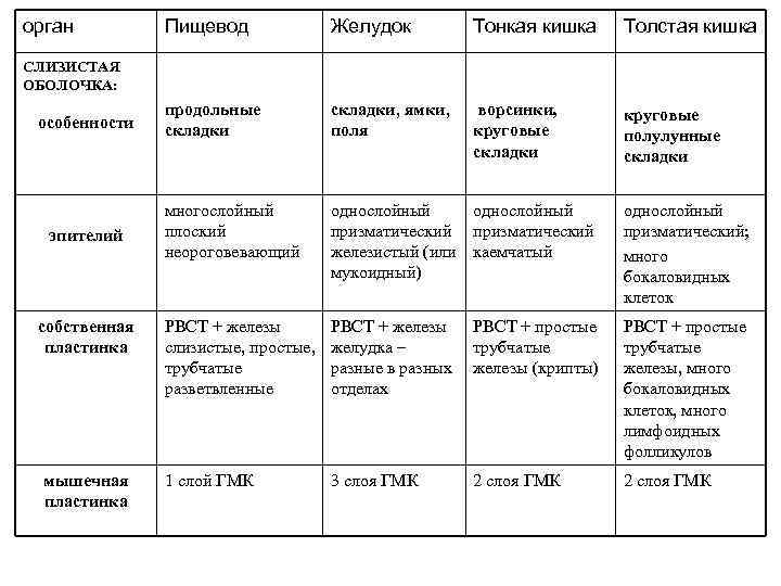 орган Пищевод Желудок Тонкая кишка Толстая кишка продольные складки, ямки, поля ворсинки, круговые складки