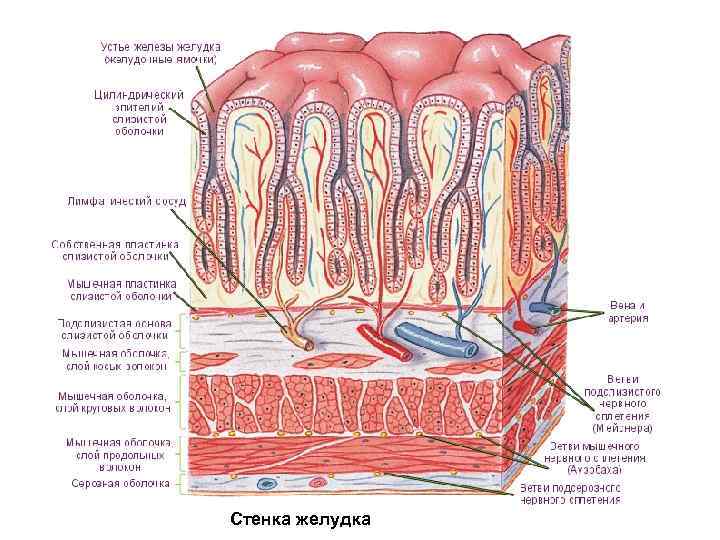 Стенка желудка 