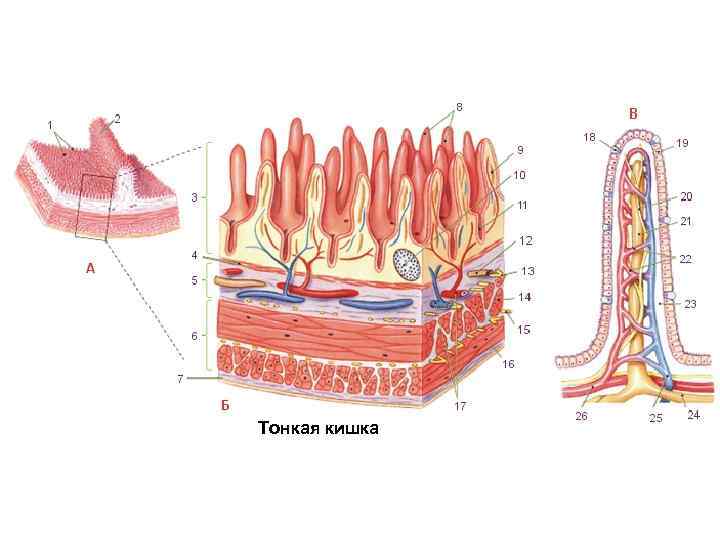 Тонкая кишка 
