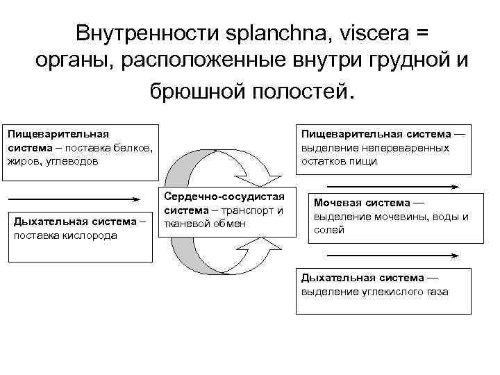 Внутренности splanchna, viscera = органы, расположенные внутри грудной и брюшной полостей. Пищеварительная система —