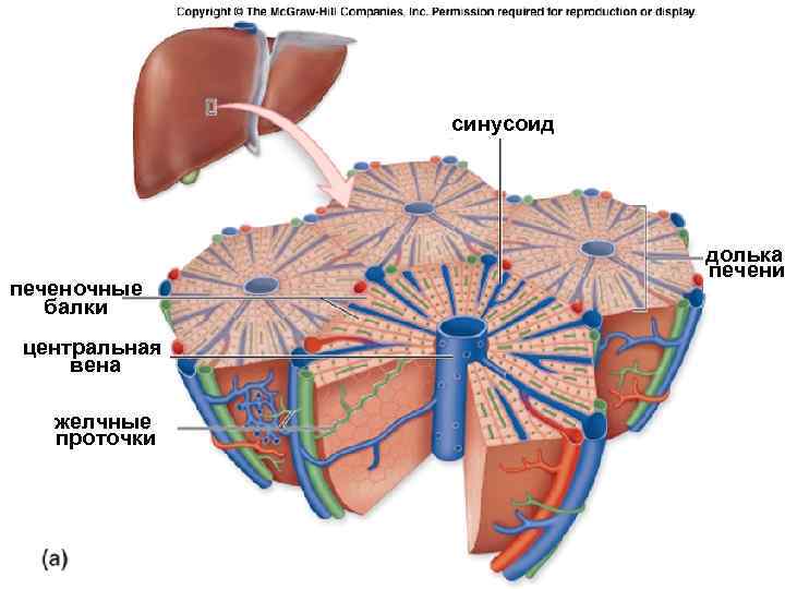 синусоид печеночные балки центральная вена желчные проточки долька печени 
