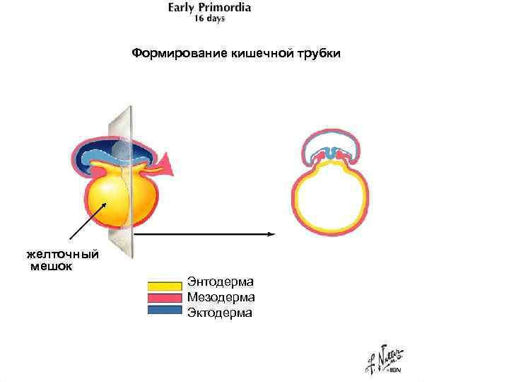Формирование кишечной трубки желточный мешок Энтодерма Мезодерма Эктодерма 