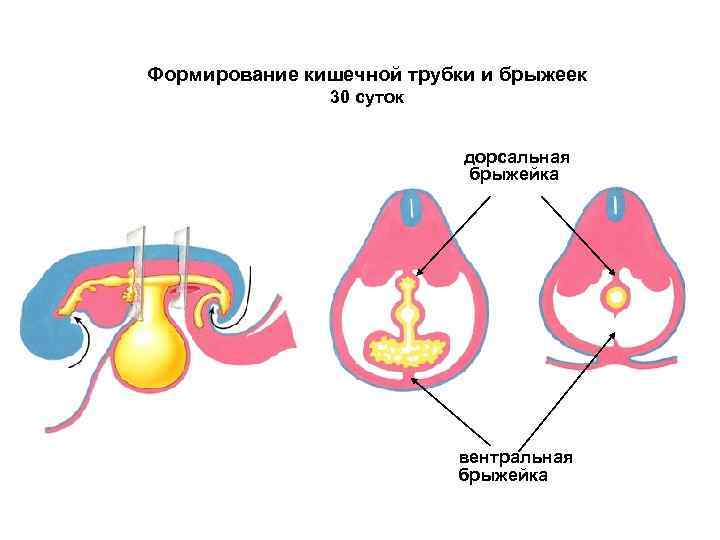 Брыжейка кишечника рисунок