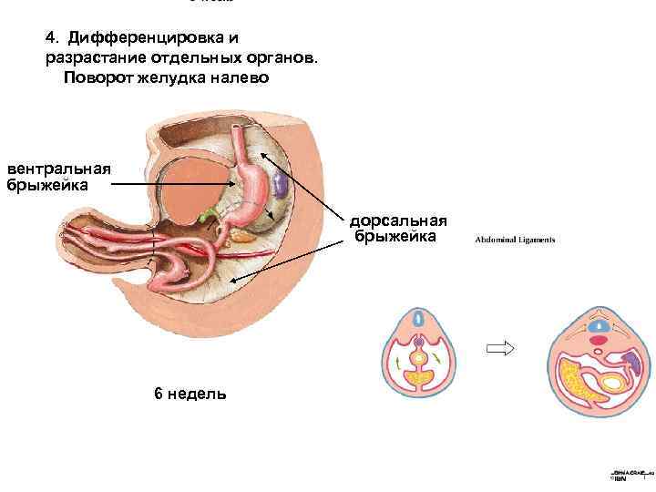 4. Дифференцировка и разрастание отдельных органов. Поворот желудка налево вентральная брыжейка дорсальная брыжейка 6