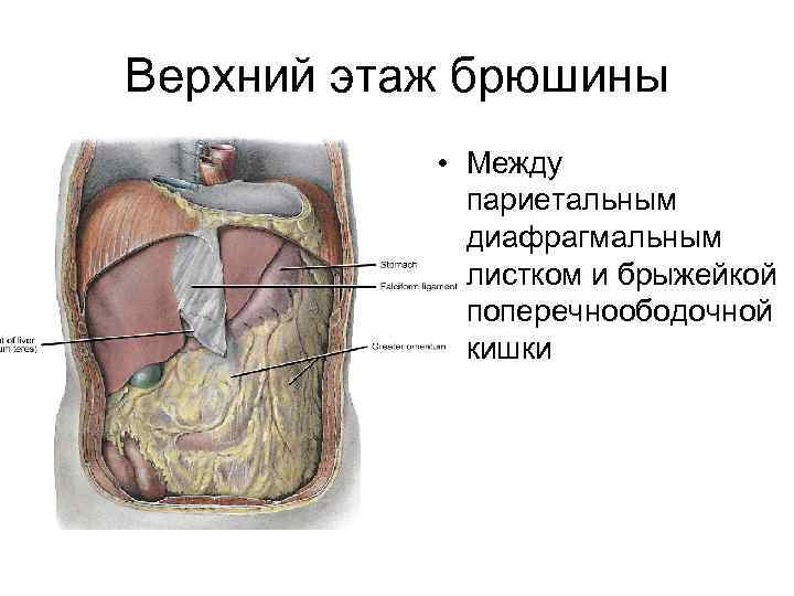 Граница верхнего этажа брюшины