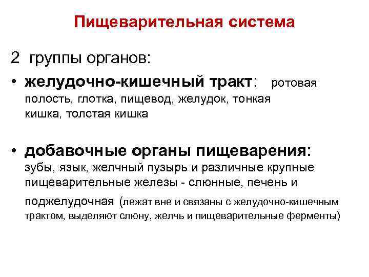 Пищеварительная система 2 группы органов: • желудочно-кишечный тракт: ротовая полость, глотка, пищевод, желудок, тонкая