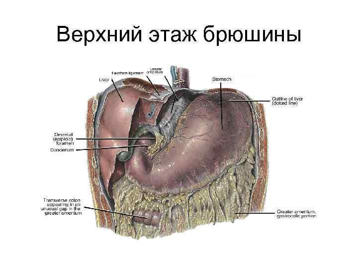 Строение внутренних органов женщины брюшная полость фото с описанием на русском языке