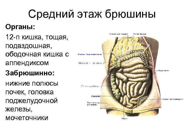 Ободочная кишка анатомия где находится у человека фото