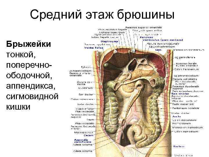 Средний этаж брюшины Брыжейки тонкой, поперечноободочной, аппендикса, сигмовидной кишки 
