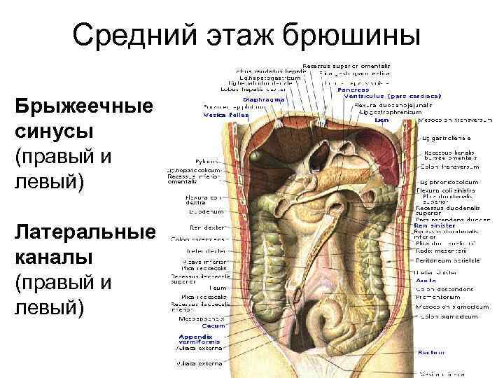Средний этаж брюшины Брыжеечные синусы (правый и левый) Латеральные каналы (правый и левый) 