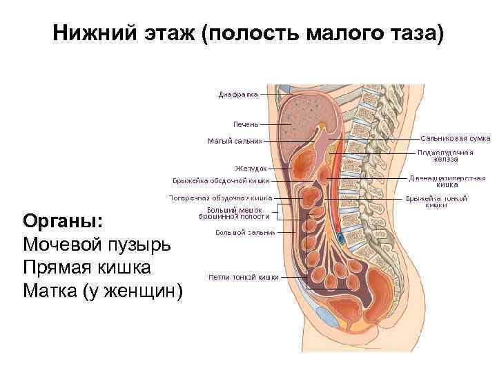 Нижний этаж (полость малого таза) Органы: Мочевой пузырь Прямая кишка Матка (у женщин) 