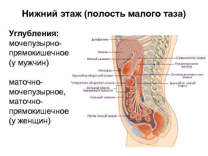 Этажи малого таза