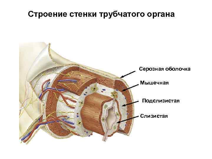 Строение д. Схема поперечного среза стенки трубчатого органа. Строение трубчатого органа анатомия. Строение стенки полых органов. Строение полых трубчатых органов.