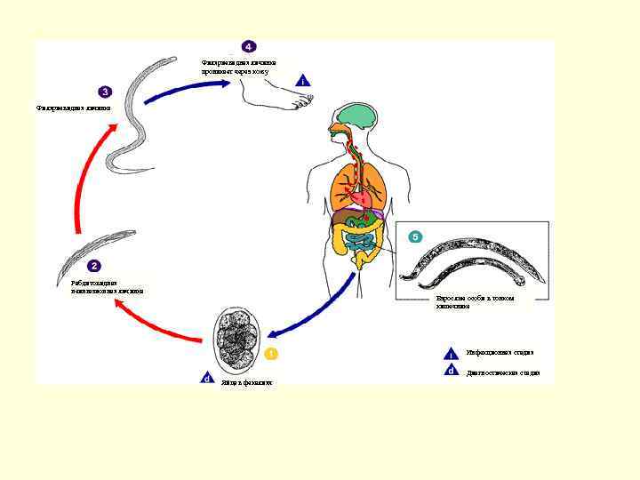Филяриевидная личинка проникает через кожу Филяриевидная личинка Рабдитовидная неинвазионная личинка Взрослые особи в тонком