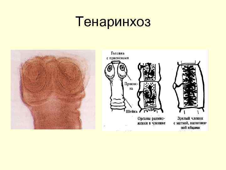 Тенаринхоз 