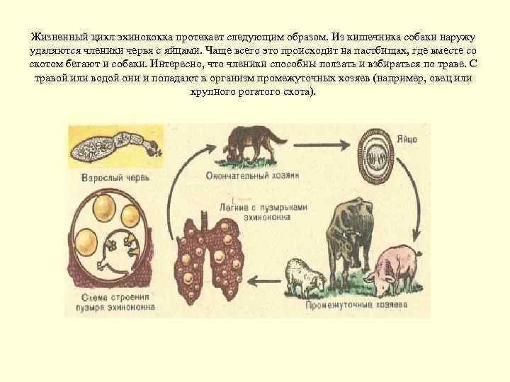 Можно ли считать человека промежуточным хозяином эхинококка. Биологический цикл развития эхинококка. Цикл развития эхинококка. Цикл развития эхинококка схема. Цикл развития эхинококка промежуточный хозяин.