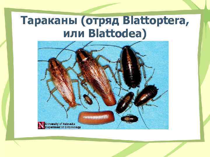 Тараканы (отряд Blattoptera, или Blattodea) 