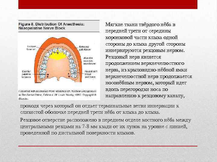 Мягкие ткани твёрдого нёба в передней трети от середины коронковой части клыка одной стороны