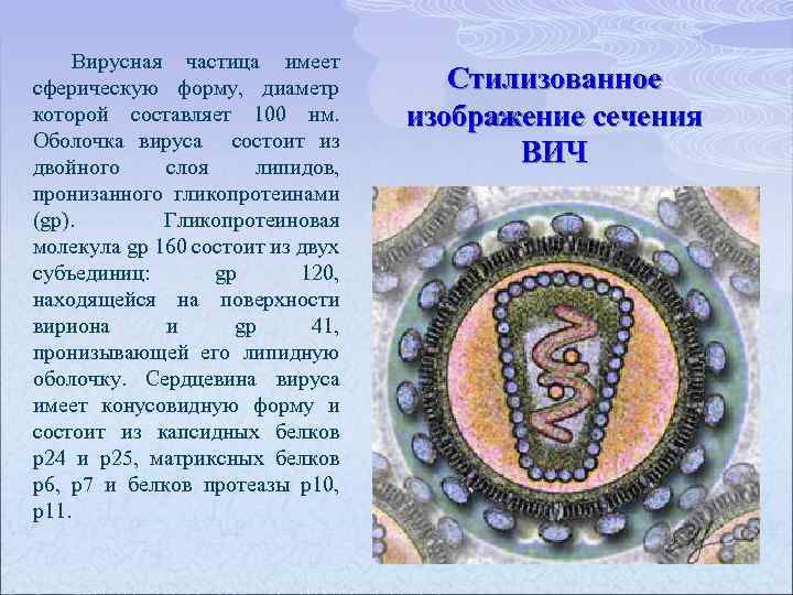 Вирусная частица имеет сферическую форму, диаметр которой составляет 100 нм. Оболочка вируса состоит из