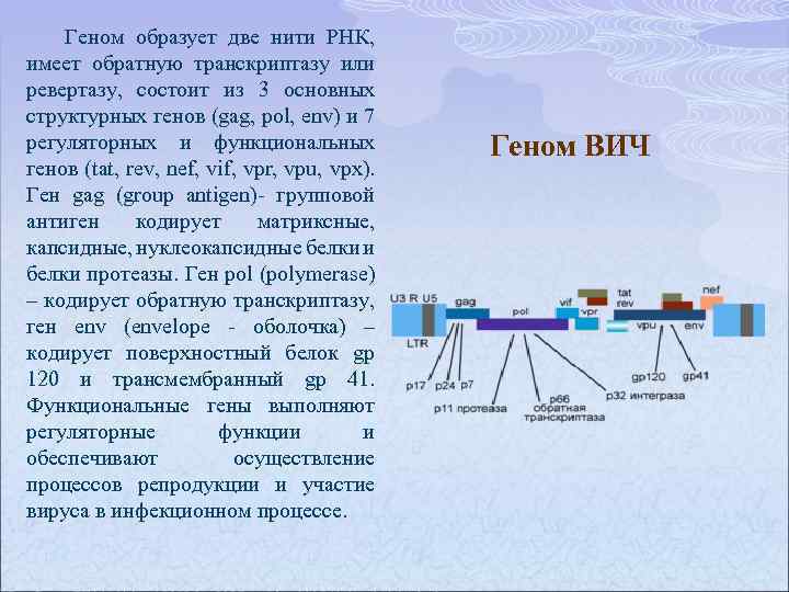 Геном образует две нити РНК, имеет обратную транскриптазу или ревертазу, состоит из 3 основных
