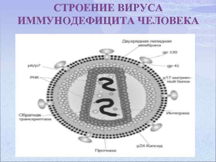 СТРОЕНИЕ ВИРУСА ИММУНОДЕФИЦИТА ЧЕЛОВЕКА 