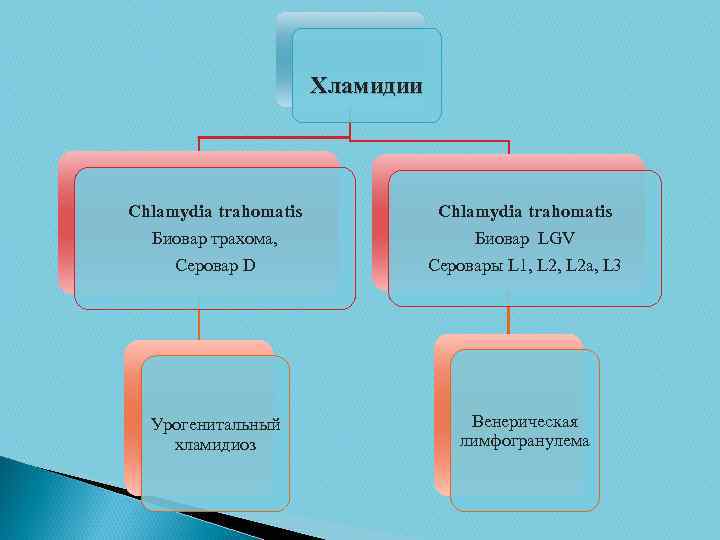 Хламидии Chlamydia trahomatis Биовар трахома, Серовар D Биовар LGV Серовары L 1, L 2