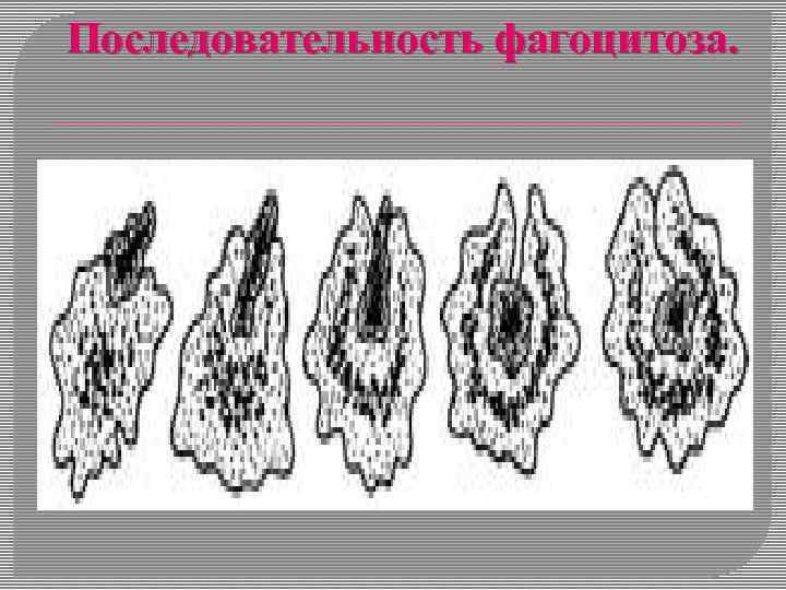 Последовательность фагоцитоза. 