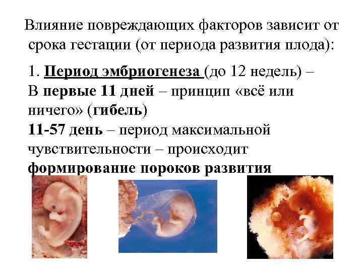 Влияние повреждающих факторов зависит от срока гестации (от периода развития плода): 1. Период эмбриогенеза