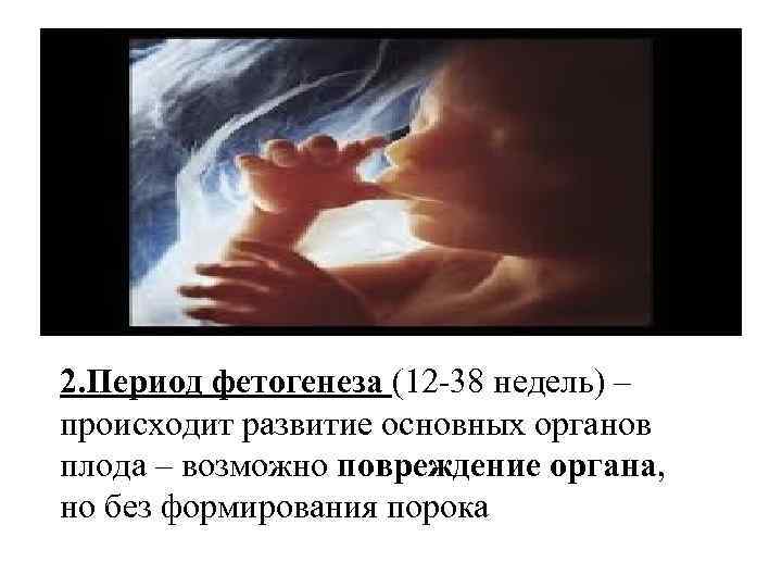 2. Период фетогенеза (12 -38 недель) – происходит развитие основных органов плода – возможно