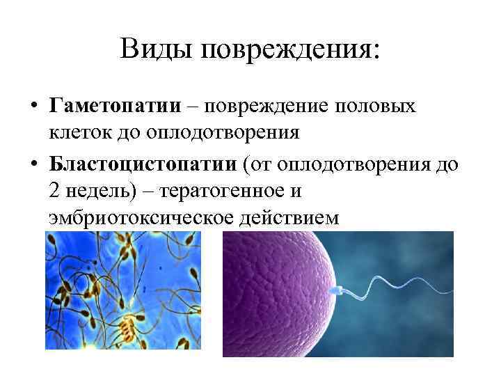 Виды повреждения: • Гаметопатии – повреждение половых клеток до оплодотворения • Бластоцистопатии (от оплодотворения