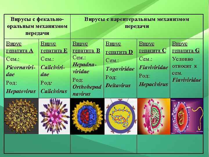 Вирусы с фекальнооральным механизмом передачи Вирус гепатита А Сем. : Picornaviridae Род: Hepatovirus Вирус