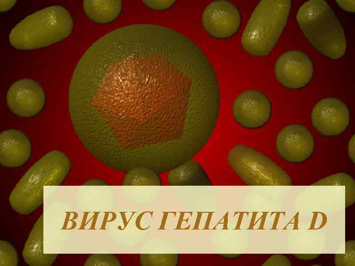 ВИРУС ГЕПАТИТА D 