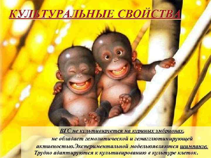 КУЛЬТУРАЛЬНЫЕ СВОЙСТВА ВГС не культивируется на куриных эмбрионах, не обладает гемолитической и гемагглютинирующей активностью.