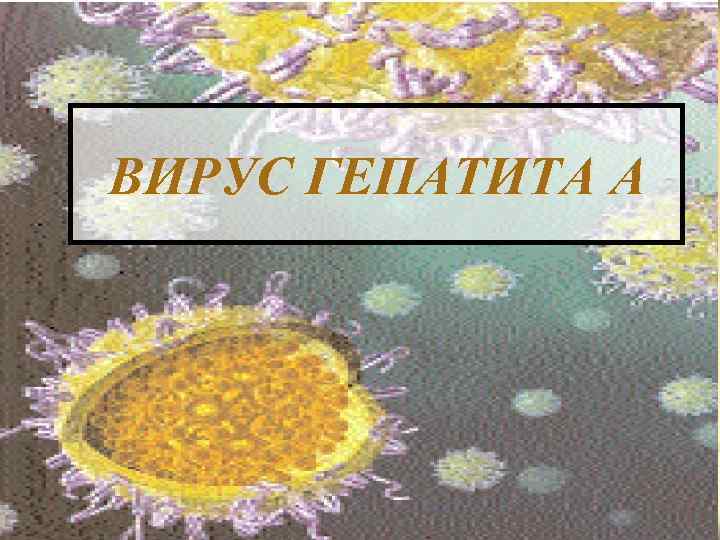 ВИРУС ГЕПАТИТА A 