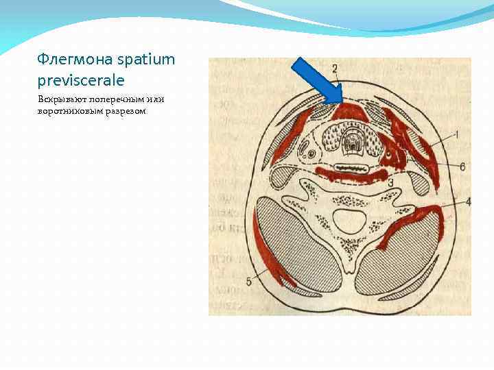 Spatium retropharyngeum