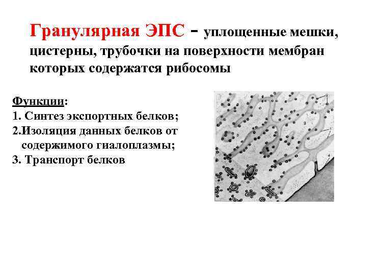 Гранулярная ЭПС - уплощенные мешки, цистерны, трубочки на поверхности мембран которых содержатся рибосомы Функции: