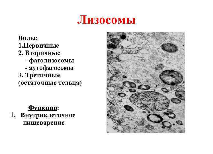 Первичная лизосома рисунок