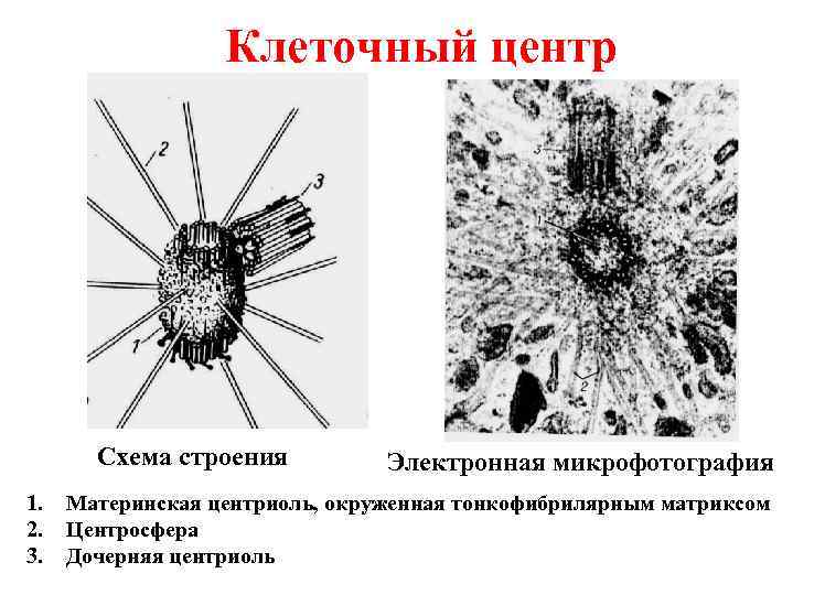 Клеточный центр Схема строения 1. 2. 3. Электронная микрофотография Материнская центриоль, окруженная тонкофибрилярным матриксом
