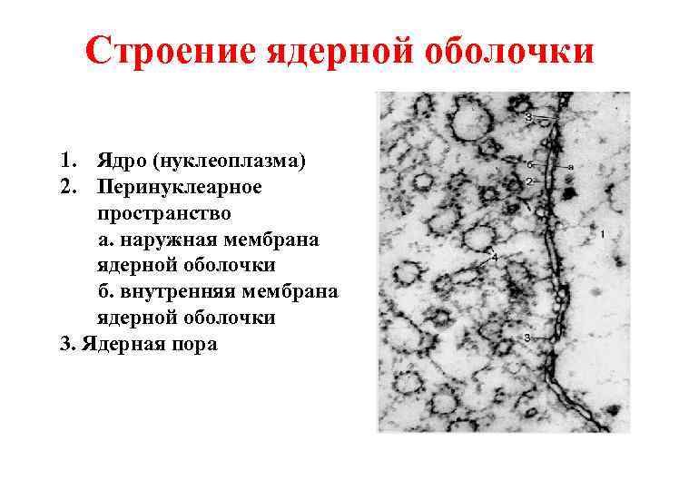 Строение ядерной оболочки 1. Ядро (нуклеоплазма) 2. Перинуклеарное пространство а. наружная мембрана ядерной оболочки
