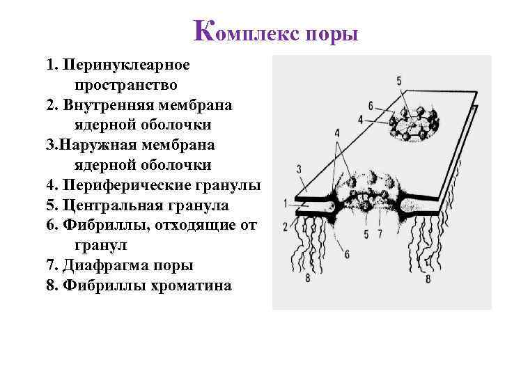 Комплекс поры 1. Перинуклеарное пространство 2. Внутренняя мембрана ядерной оболочки 3. Наружная мембрана ядерной