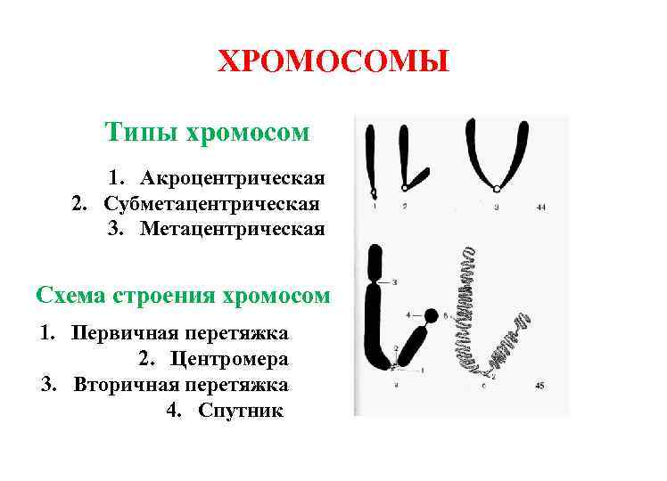 Какие типы хромосом вам известны